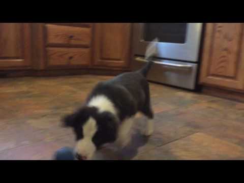 Border Collie Puppy Rose