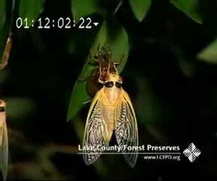 Periodical Cicada transformation ...