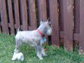 Kaiser Barking after Cats