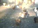 coqs et poules coqs et poules