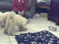 Goldendoodle  Legacy Springs