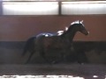 Amadea Dutch Warmblood Filly By Jet Set D