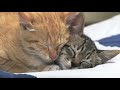 MIAOCORE (MEOWCORE) - the alternative to metalcore