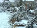 Bonsai in my Garden in January 2008