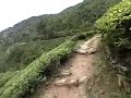 Darjeeling tea estate