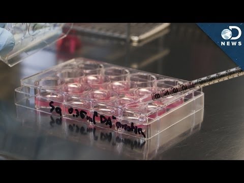 how to obtain stem cells