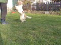 Marmott and related tricks Marmott and related tricks