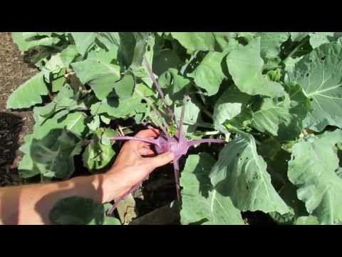 how to fertilize kohlrabi