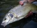 Whitefish, say hullo!