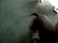 Indi and jarvis playing on 4th of july