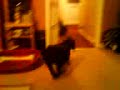 Cookie going mental