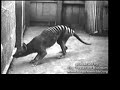 mystery creature   thylacine??