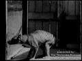 Mystery Creature - Thylacine??