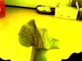 Sarracenia - Space Oddity - Art Sarracenia - Space Oddity - Art