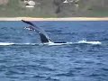 whales surface beside boat whales surface beside boat