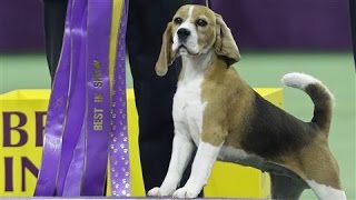 Winner of the 2015 Westminster Dog Show