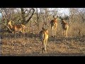African Wildlife HD Part 1 - South Africa Travel Channel 24