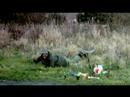 Les aventures de Gérard Lecon - Gérard à la chasse au canard Les aventures de Gérard Lecon - Gérard à la chasse au canard