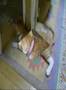 Kitty's Video Collection-2♪
