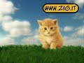 virgola il gattino - parodia virgola il gattino - parodia