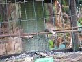 Nuthatch and Coal Tit on Bodenham Arboretum seed feeder