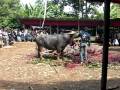 Torajan Funeral - Water Buffalo Sacrifice Misc