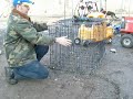 DIY coyote trap.avi