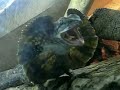 Frilled lizard flexing its flaps!