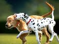 Dog Law Video_0001.wmv