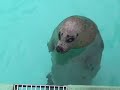 上越市立水族博物館のアザ�...