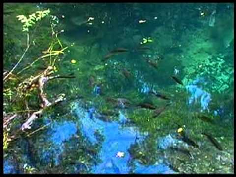 LITHIA SPRINGS, FLORIDA