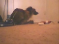 The Amazing Humping Dog  Part. I