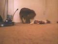 The Amazing Humping Dog  Part. I