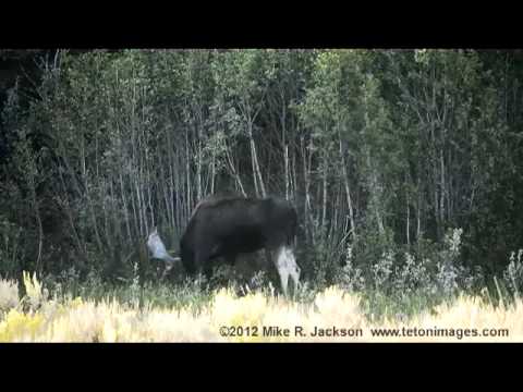 grand national results