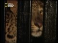 ناشونال جيوغرافيك: القطط القاتلة