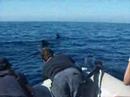 whale-watching-in-hawaii-2.html