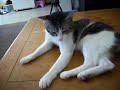 tail-less cat tail-less cat