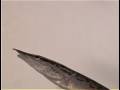 Spiny eel, Mastacembelus sp.
