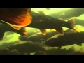 The Fishman: Mike Kasic, produced by Metamorph Films