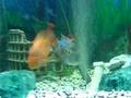 Aggressive 92 gallon Freshwater aquarium pt 2