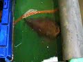 Sucky the Lumpfish