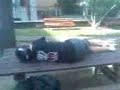 picci il barbone di omegna
