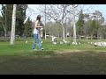 Seagulls Attack!