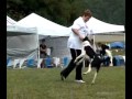 Rescued Border Collies