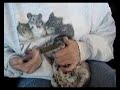 Hair Ring Check and Hand Feeding a Chinchilla Hair Ring Check and Hand Feeding a Chinchilla