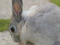 兔子PHOTO