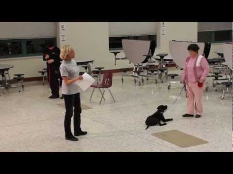 how to train guide dogs