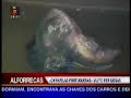 Alforrecas no Jornal Nacional #2 Alforrecas no Jornal Nacional #2