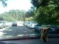videos de Enzo in S.F. 083108-1