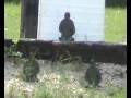 videos de Diana 48
